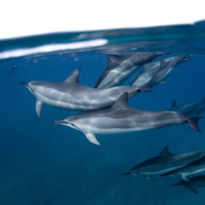 Family of Dolphins